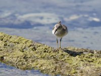 sandpiper Calidris sp. 