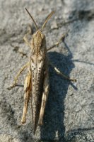 Mottled Grasshopper Myrmeleotettix maculatus