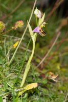 Bee orchid Ophrys apifera