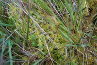 Sphagnum fallax