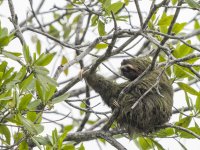 brown-throated sloth Bradypus variegatus 