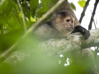 Panamanian white-faced capuchin Cebus imitator 