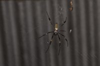 golden silk spider Trichonephila clavipes 