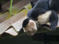 Panamanian white-faced capuchin Cebus imitator 