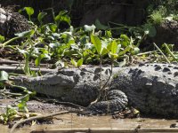 American crocodile Crocodylus acutus 