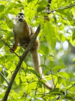 black-crowned Central American squirrel monkey Saimiri oerstedii oerstedii 