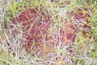 Sphagnum capillifolium