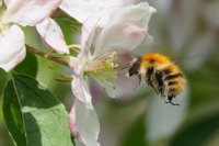 common carder bumblebee Bombus pascuorum