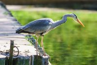 Grey Heron Ardea cinerea