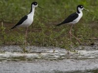 black-necked stilt Himantopus mexicanus 