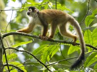 black-crowned Central American squirrel monkey Saimiri oerstedii oerstedii 