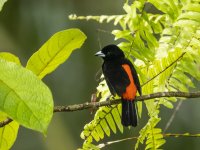 male scarlet-rumped tanager Ramphocelus passerinii 