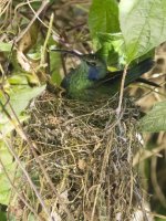 lesser violetear Colibri cyanotus cabanidis 