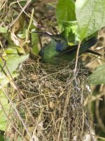 lesser violetear Colibri cyanotus cabanidis 