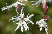 Ragged Robin