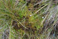 Sphagnum papillosum
