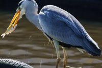 Grey Heron Ardea cinerea