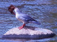 female goosander Mergus merganser