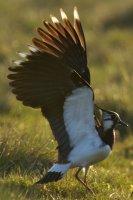 Lapwing