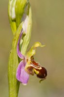 Bee Orchid