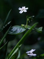 pink purslane Claytonia sibirica