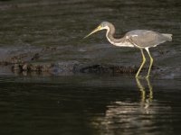 tricolored heron Egretta tricolor 