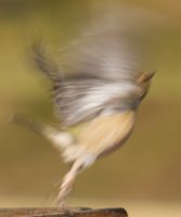 Chaffinch taking off