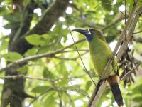 northern emerald toucanet Aulacorhynchus prasinus 