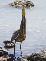 bare-throated tiger heron Tigrisoma mexicanum 