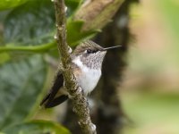 volcano hummingbird Selasphorus flammula 