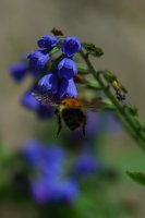 Caucasian comfrey Symphytum caucasicum