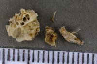 spraint sample 119