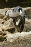 grey heron Ardea cinerea