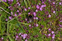 Wild thyme Thymus drucei 