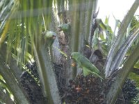 red-lored amazon or red-lored parrot Amazona autumnalis salvini 