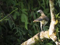 grey-headed chachalaca Ortalis cinereiceps 