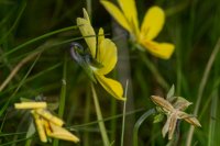 Mountain pansy Viola lutea 