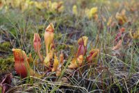 Sarracenia sp.