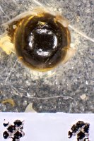 spraint sample 3