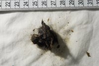 sample L1