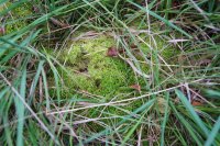 Sphagnum fimbriatum