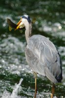 grey heron Ardea cinerea