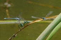 A tangle of damselflies! Coenagrion puella