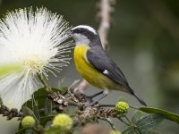 bananaquit Coereba flaveola 