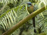 Lesson's motmot (blue-diademed motmot) Momotus lessonii 