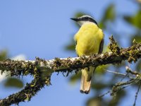 great kiskadee Pitangus sulphuratus 