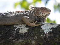 green iguana Iguana iguana 