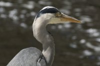 Grey heron (Ardea cinerea)