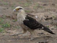 yellow-headed caracara Daptrius chimachima 