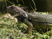 green iguana Iguana iguana 